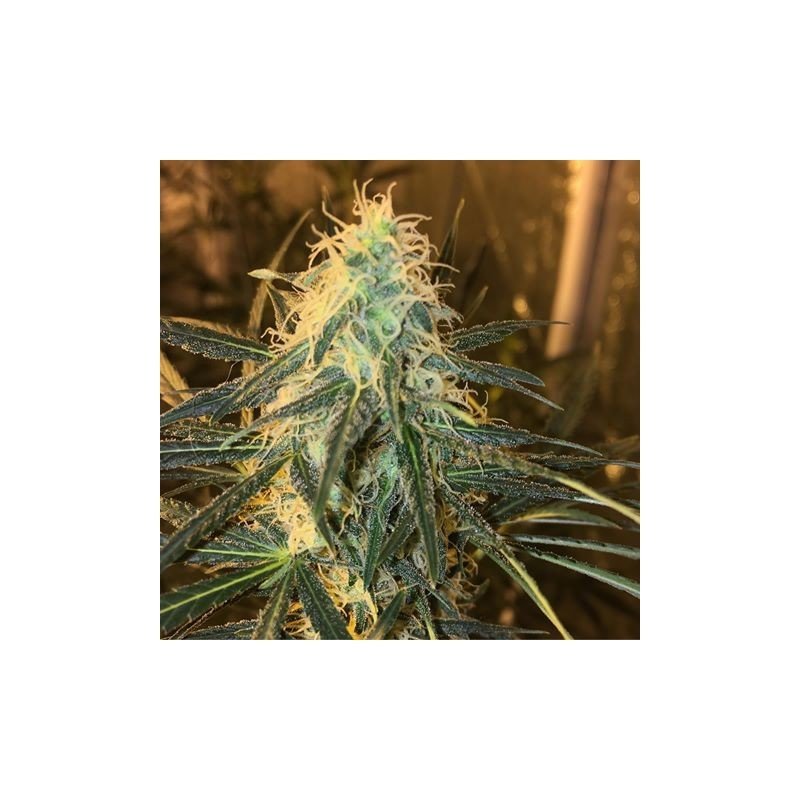 Durban-Thai Highflyer x C99