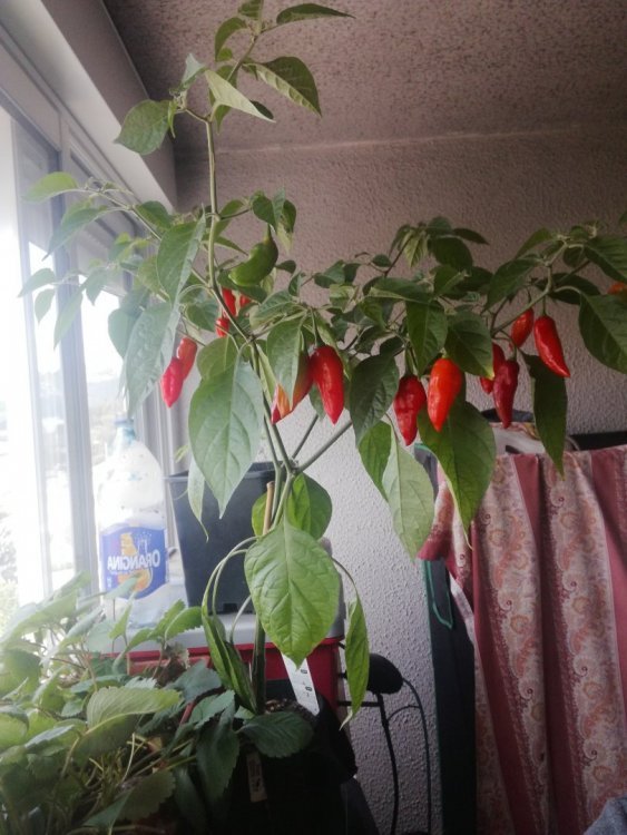 habanero.thumb.jpg.871a24b0698adddec36df59f37ac5671.jpg