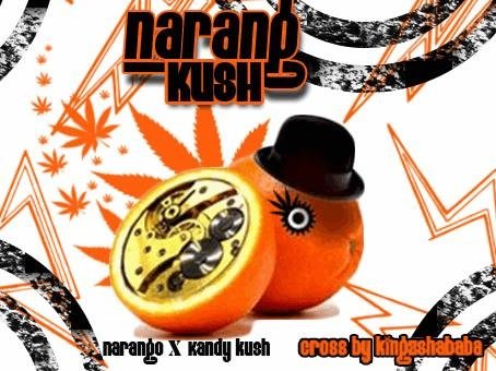 narangokush.JPG