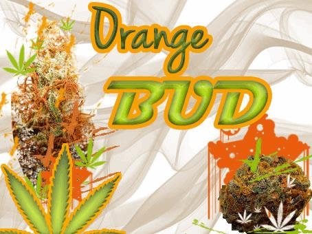 orangebud.JPG
