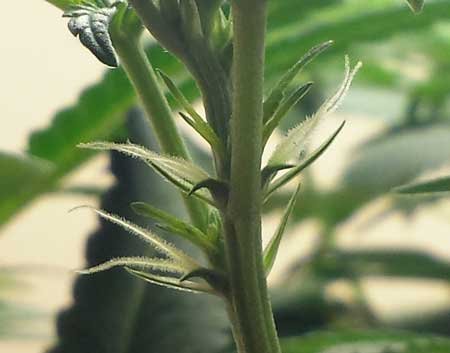 pre-flowers-female-cannabis-huge-pistils-sm.jpg.87f9fd85ca19b94e1e19e6f75378608c.jpg