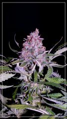F+77 skunk#1