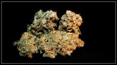 Girl Scout Cookie  ( BlimBurn Seeds)