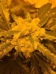 Orange Bud 2.jpg