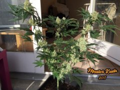 master kush - 2018.jpg