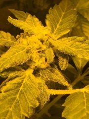 Cookies Kush.jpg