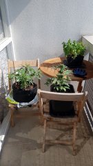 20180709_103741.jpg