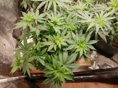 20180719_122636.jpg