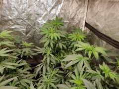 20180719_122647.jpg