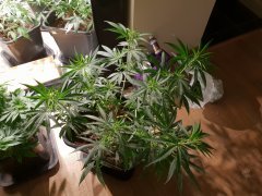 20180720_124012.jpg