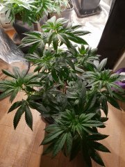 20180720_124644.jpg