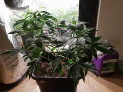 20180720_124801.jpg