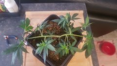20180729_141120.jpg