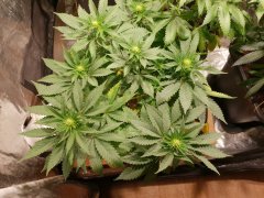 20180731_131723.jpg