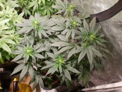 20180731_131728.jpg