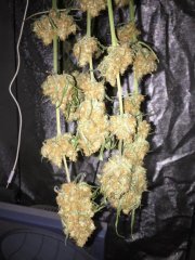 Master Kush séchage.jpg