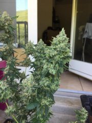 Blue Widow.jpg