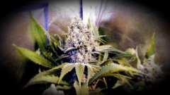 FLO+72 Girl Scout Cookie