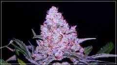 F+77 girl scout cookie bis