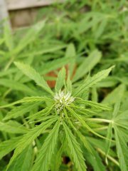 IMG_20180711_095331_Bokeh.jpg