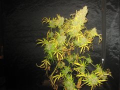IMG_3235.JPG