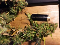 Critical+