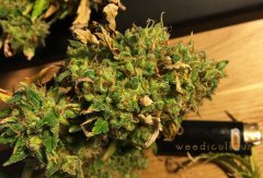 Critical+