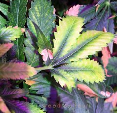 IMG_6499.JPG