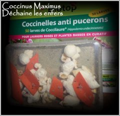Coccinelles