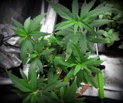 PM Blue dream circulaire