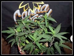 PM Blue dream circulaire
