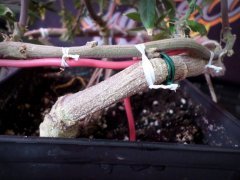 PM Blue dream circulaire