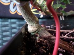 PM Blue dream circulaire