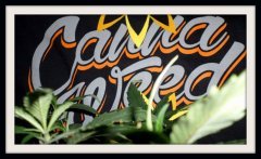 Cannaweed