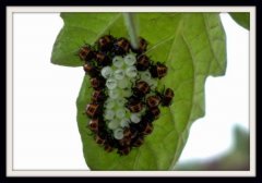 Une meute de coccinelle