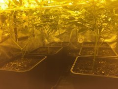 Scrog.jpg