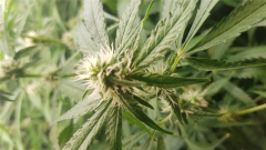 bud_de_pres.jpg
