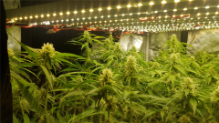 bud.jpg
