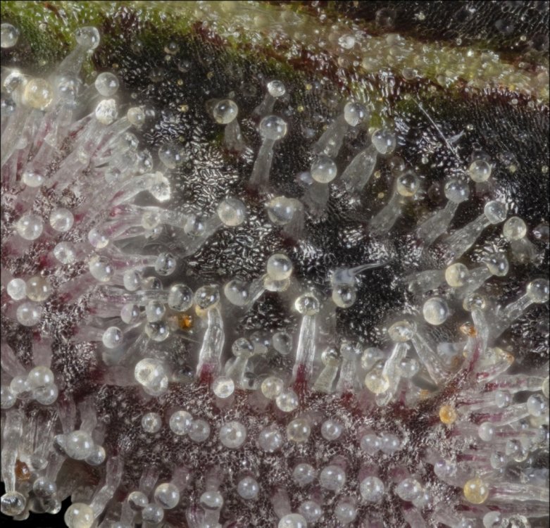 st6_54_crop_1_cw.jpg