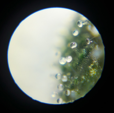 trichomes.png