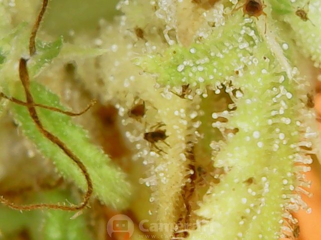 180730_010907.jpg.8c45a593f6f1d729f1a35a12fc196b32.jpg