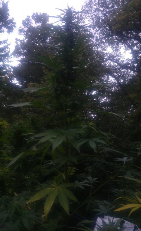 20180814_205853-1.thumb.jpg.3e154c156ad63d5c14bb356cfcaf1660.jpg
