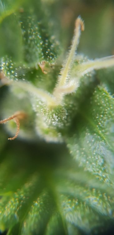 20180823_160129.thumb.jpg.d86599938dfaf3c79fcbd223f0f283dc.jpg