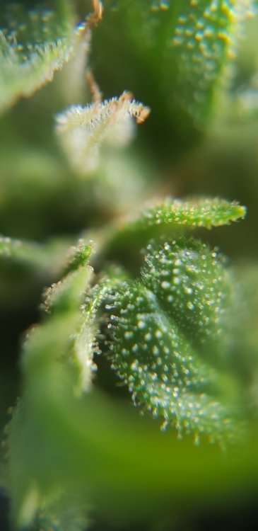 20180823_160254.thumb.jpg.d3a24c50918b472b78fe0698c6a38d53.jpg