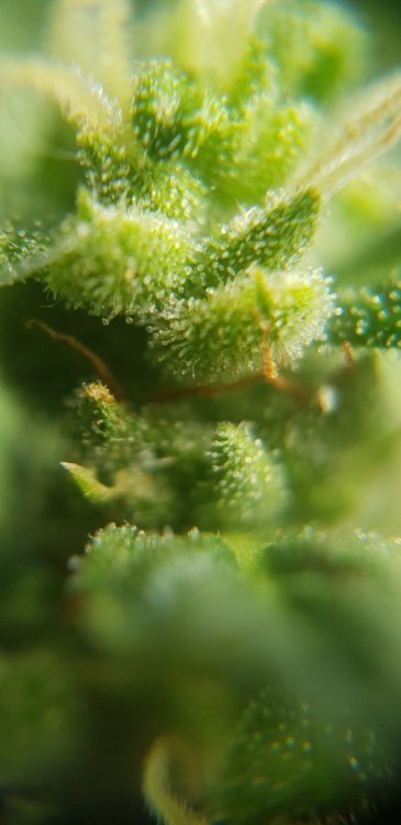 20180823_160351.thumb.jpg.667b1b693ed38342225d65ec10f04379.jpg