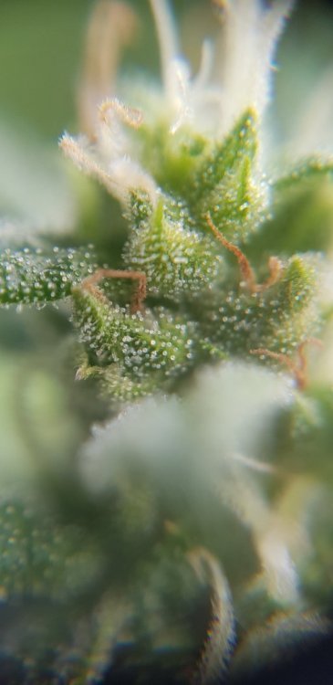 20180823_160450.thumb.jpg.41e47f9343be2c4bcfbe293c36d80e86.jpg