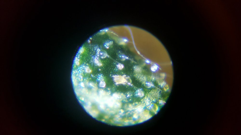 20180824_141221.thumb.jpg.fba5ad6f34bc24353b713b50e70e08cb.jpg