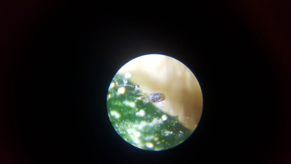 20180824_141402.thumb.jpg.75309c755be9de649b6d963ed717039d.jpg