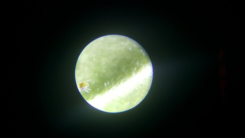 20180824_141958.thumb.jpg.04e48e8639896300e0e35d8d77d49591.jpg