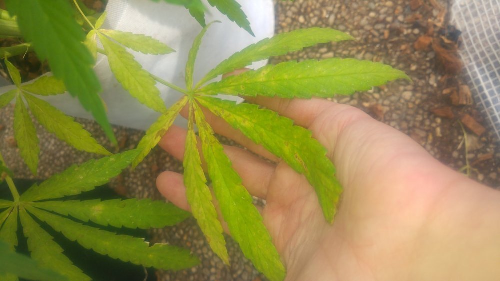 20180830_165422.thumb.jpg.7b8a7415c2cb3ef55b241cfcc6fd7c59.jpg